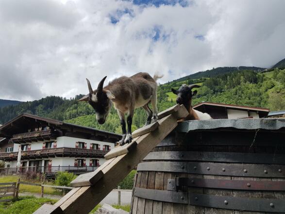 Ziegen Unterbrunn GH