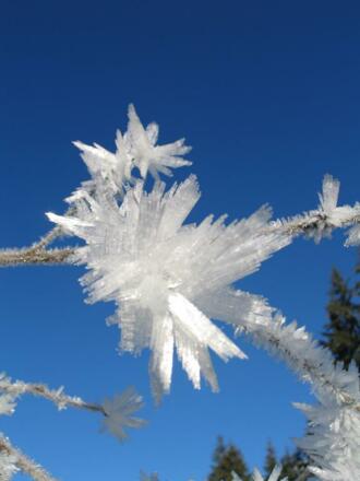 Blumen aller Art  neben den Wegen