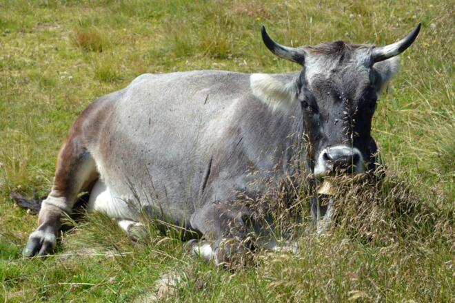 Natuur-Hollersbach