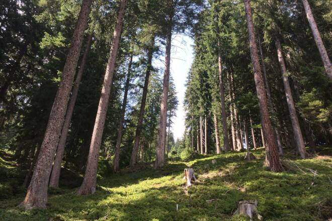 Natuur-Hohe-Tauern