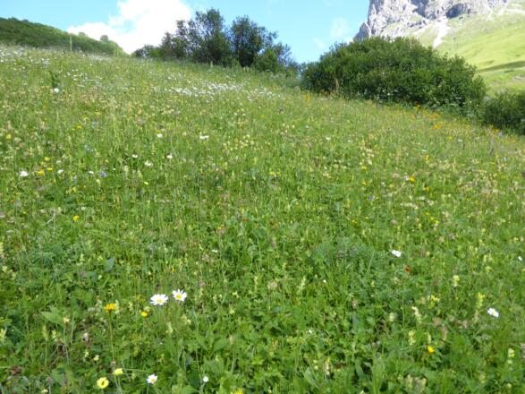 Blumenwiese