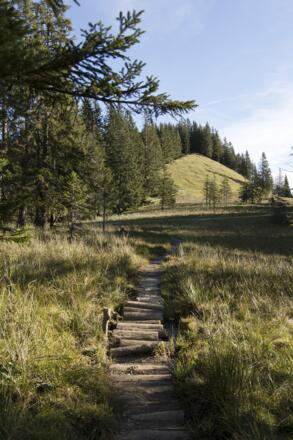 Knüppelweg über feuchte Wiesen unter dem Käserberg