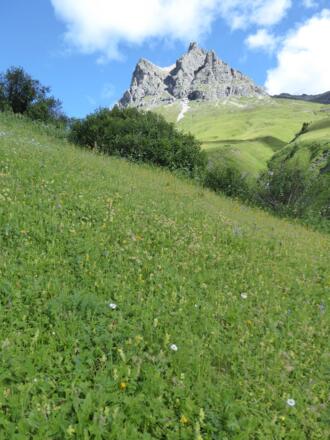 Blick zum Widderstein