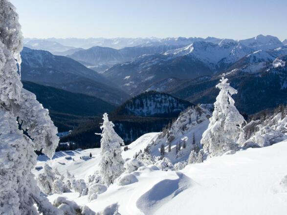 Winterwald in Gipfelnähe