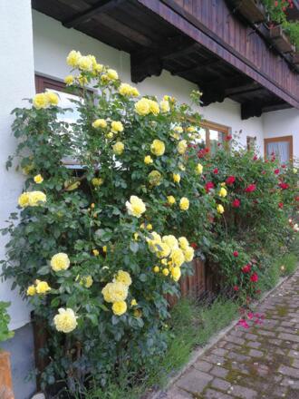 https://images.bs.ds-srv.net/objekt_pics/obj_full_31737_016.jpg