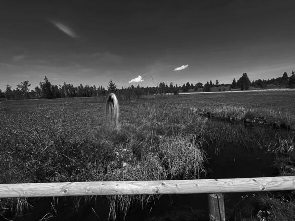 Kapitel 6 - Moorweiblein