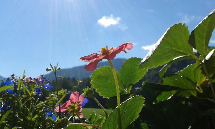 Blick durch die Blume vom Balkon