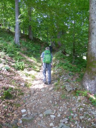 Aufstieg im Wald