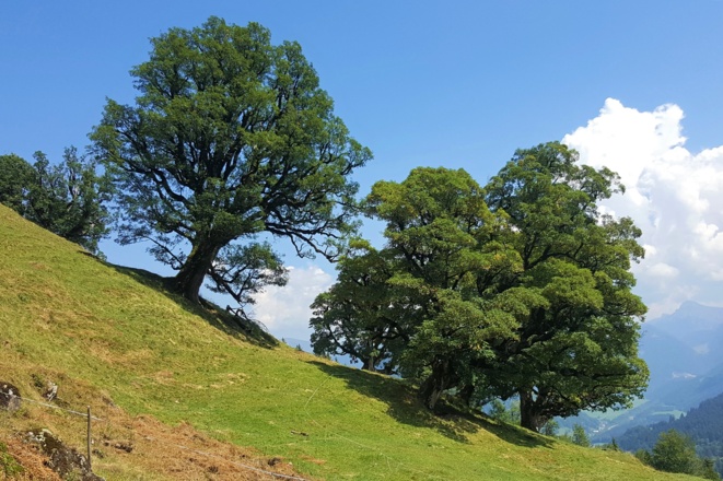 Bergahorn auf der Waldalpe