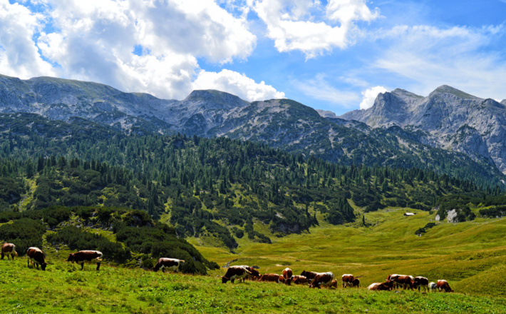 Pinzgauer Kühe auf der Reiter Alm