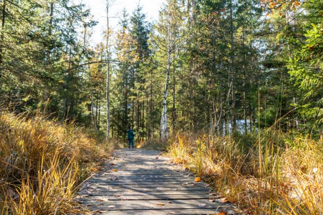 Steg durch das Fohramoos