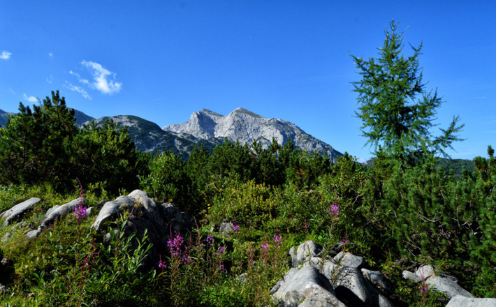 Einsame Pfade und Natur pur auf der Reiter Alm