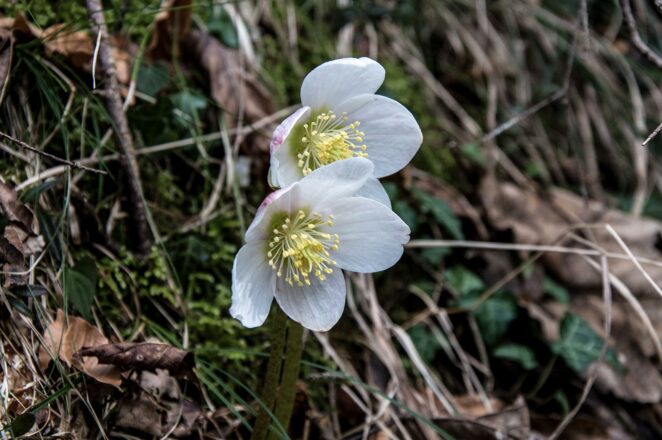 Schneerose am Stollenweg