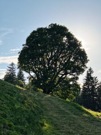 Bergahorn bei der Hittisbergalpe
