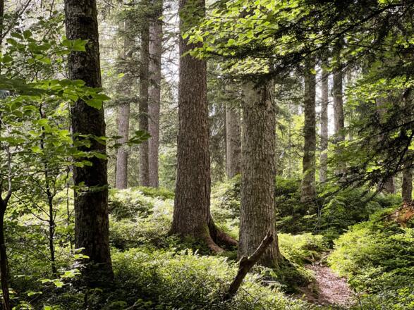 Wald auf dem Weg zum Moorbad
