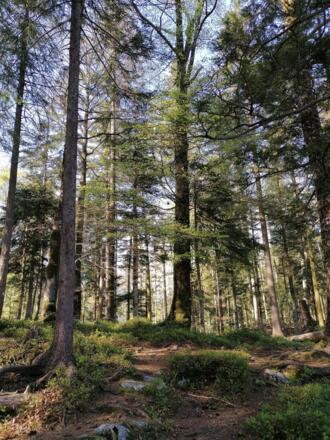 Waldweg Känzele