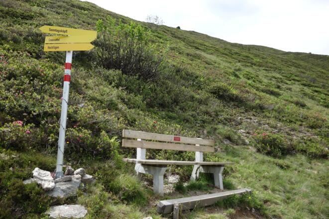 der Forststraße entlang zurück