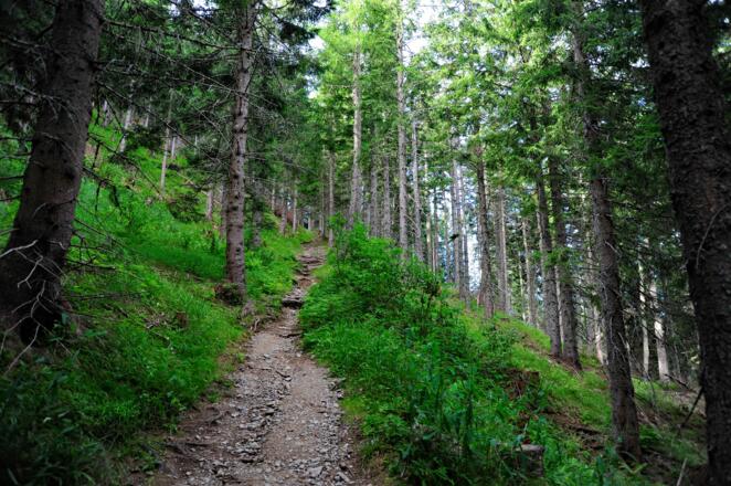 Kühle Luft und frischer Wald-Duft umgeben uns.