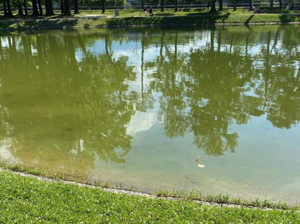 Der Volksgartenweiher in abendlicher Sonne
