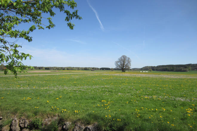 Blick ins Moos