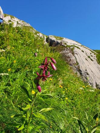Weg zum Spuller Schafberg 4 - Türkenbund