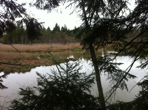 Weiher bei der Ammer
