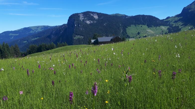 Orchideen entlang des Weges