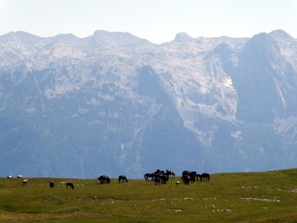 Zwei kontrastreiche Gebirge: das kahle Tennengebirge und der fruchtbare Trattberg im Herzen der Osterhorngruppe.
