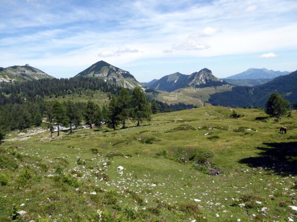 Schöne Almböden am Hochwieskopf. Im Hintergrund (Bildmitte rechts) liegt das Gebiet der Genneralm.