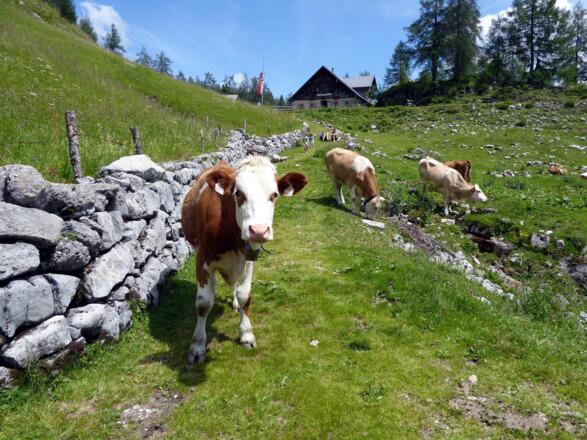 Bei der Moosangerlalm trennensich die Wege.