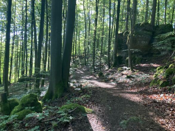 im Zauberwald