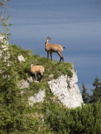 Beim Nordabstieg durchs Gamsrevier