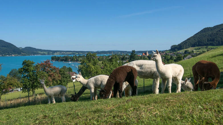 Alpakas Weyregg