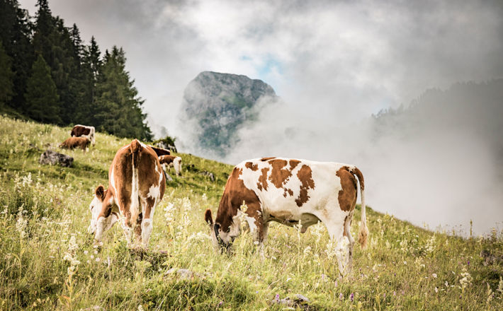 Kühe auf der Priesbergalm