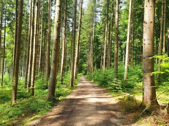 Waldweg