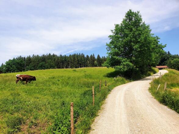 Idyllischer Kiesweg