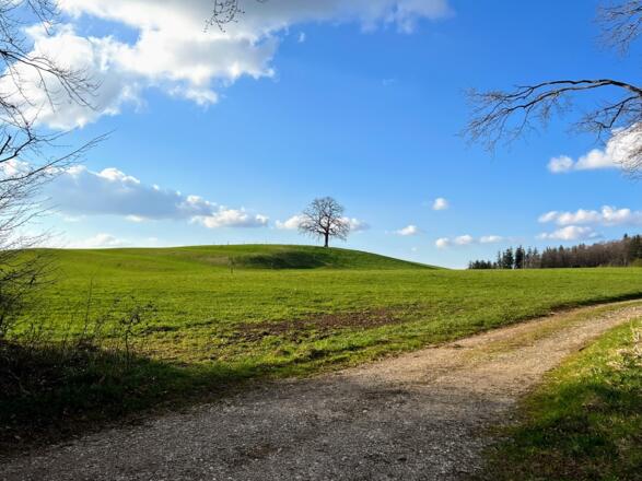 Tree of Münsing