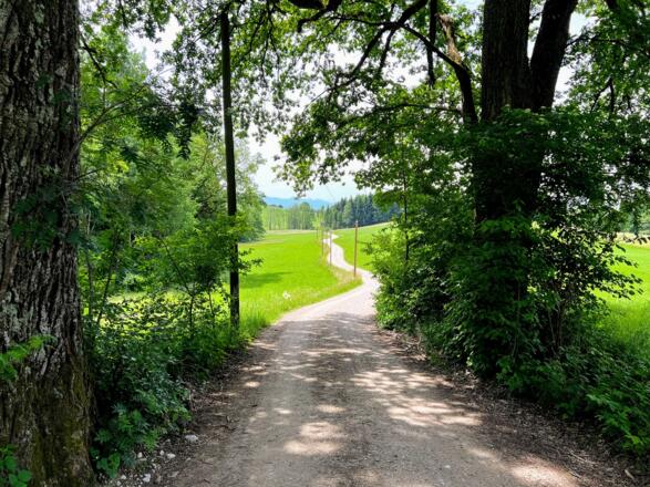 Waldabschnitt des Isarradwegs