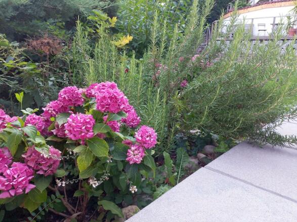 Kräutergarten