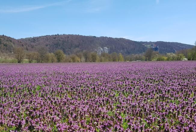 Blick ins Altmühltal