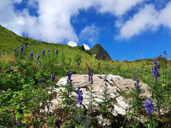 Sommerliche Landschaft