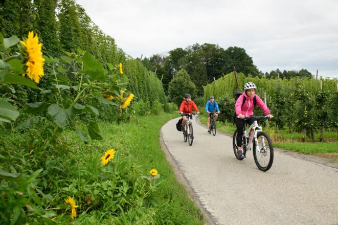 Durch Hopfen- und Obstgärten nach Tettnang