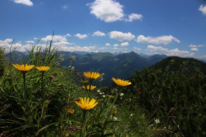 Gipfelblumen