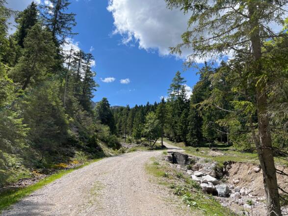 Forstweg zur Rontalalm