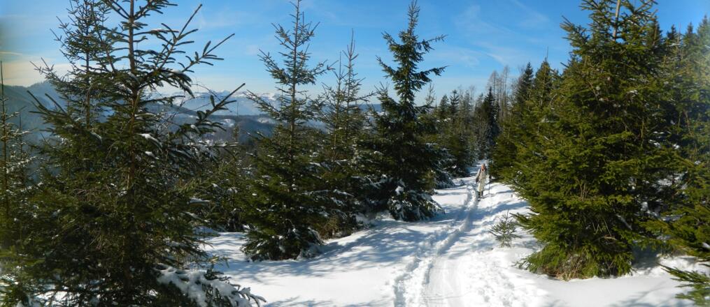 Aufstieg durch flachen Wald