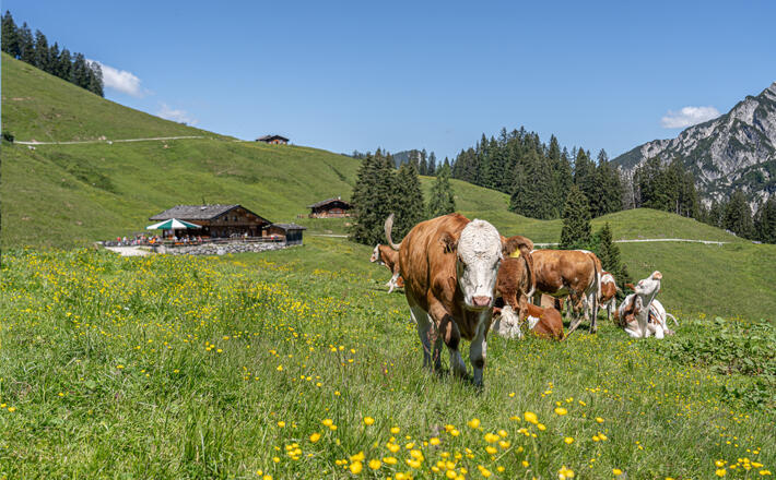 Almidylle auf der Litzlalm