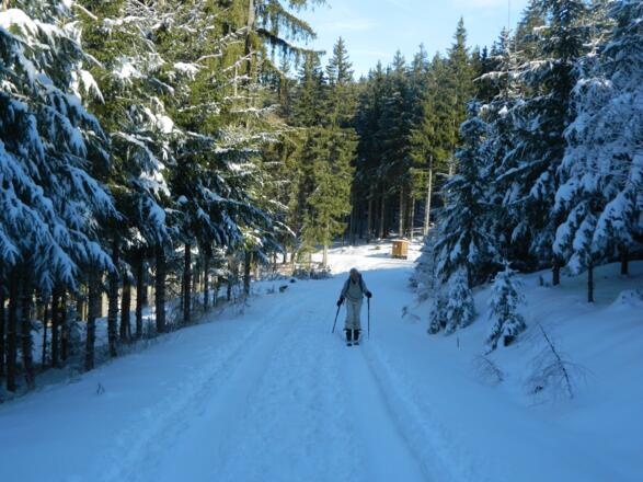 Aufstieg Forststraße