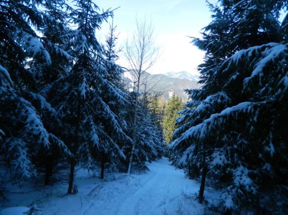 Waldschneise für den Aufstieg