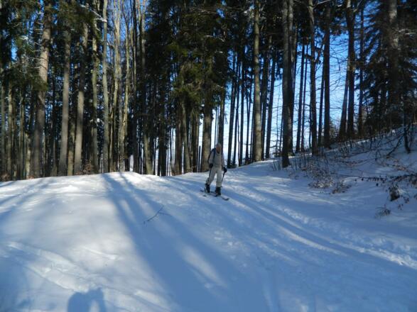 Aufstieg durch Hochwald