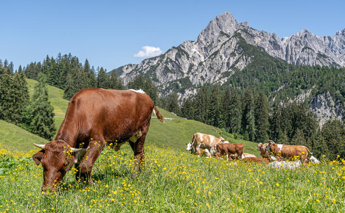 Kühe auf der Litzlalm